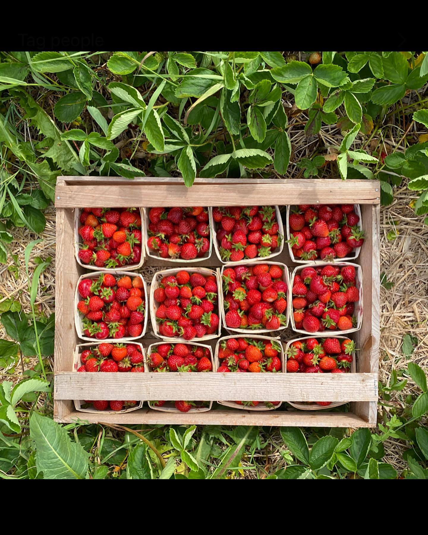 Fresh berries being prepared for the day